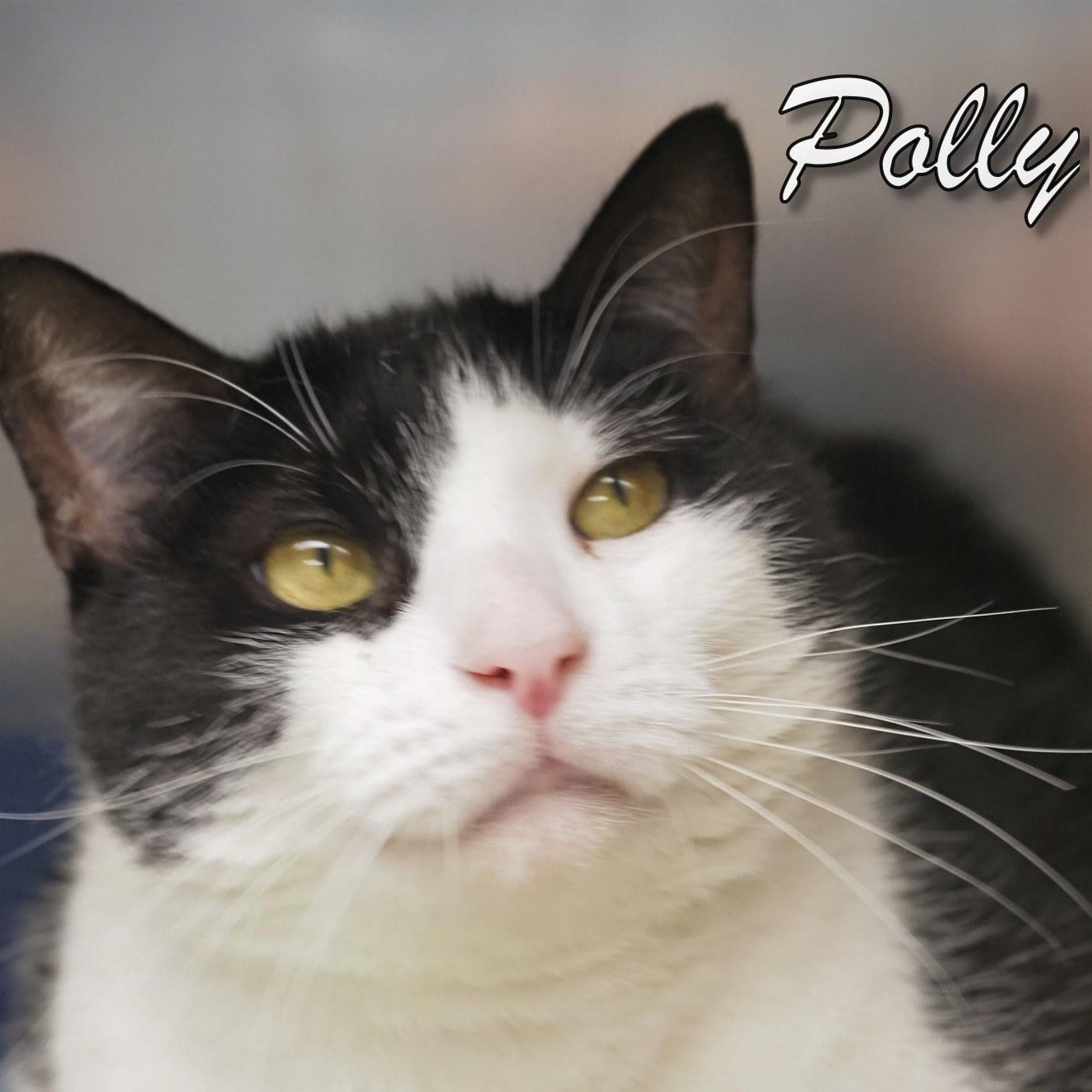 Polly, an adopted Extra-Toes Cat / Hemingway Polydactyl in Cape May Court House, NJ image 2/4