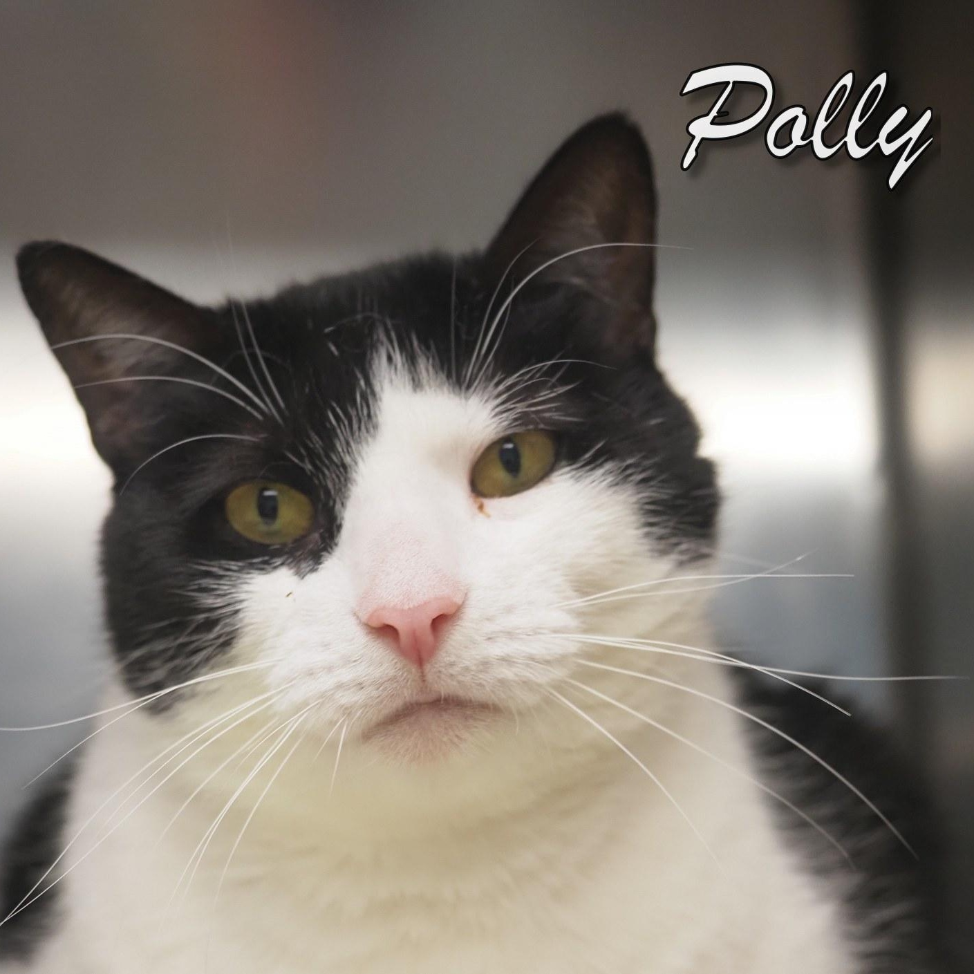 Polly, adopted, Adult Female Extra-Toes Cat / Hemingway Polydactyl.