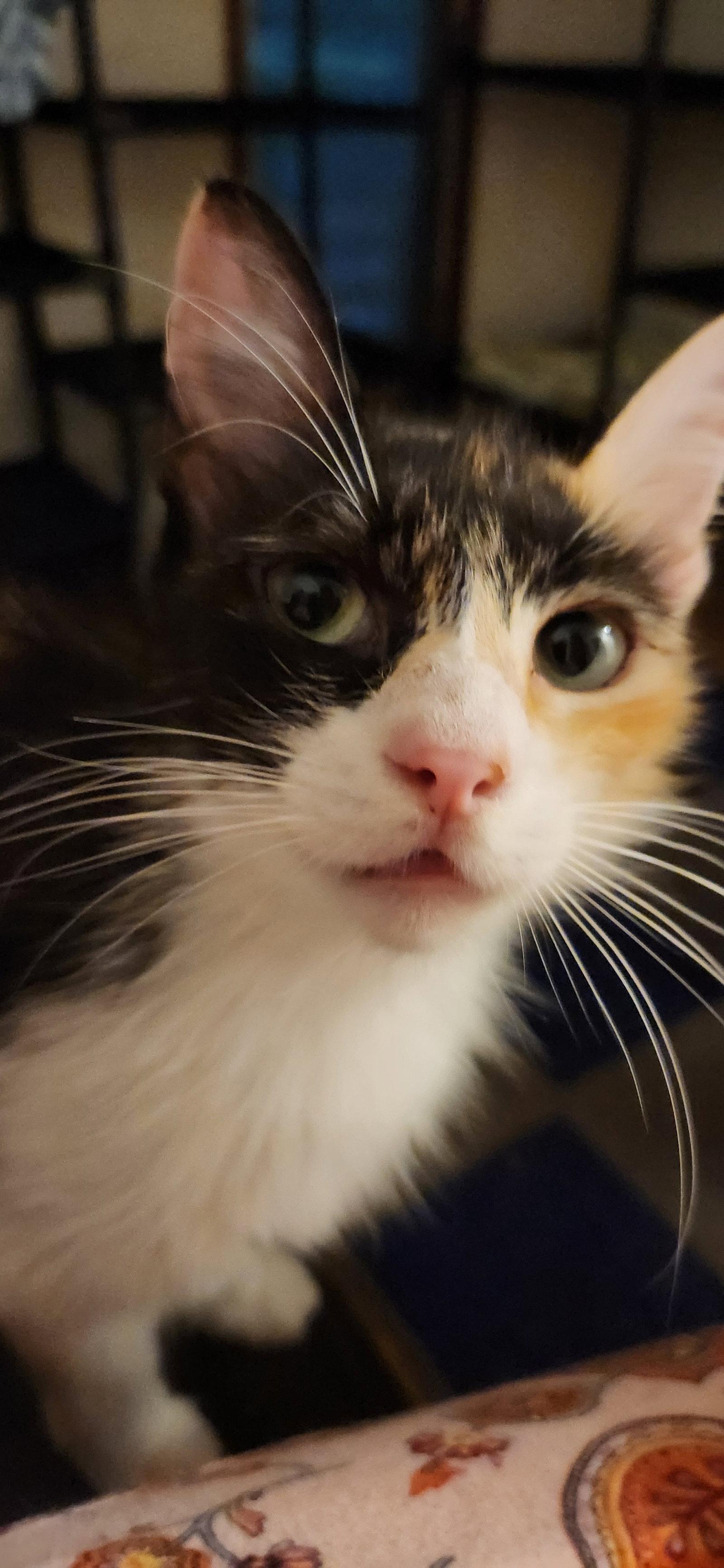Suzy Q, a Adoptable Domestic Long Hair in Clinton, OK image 1/2