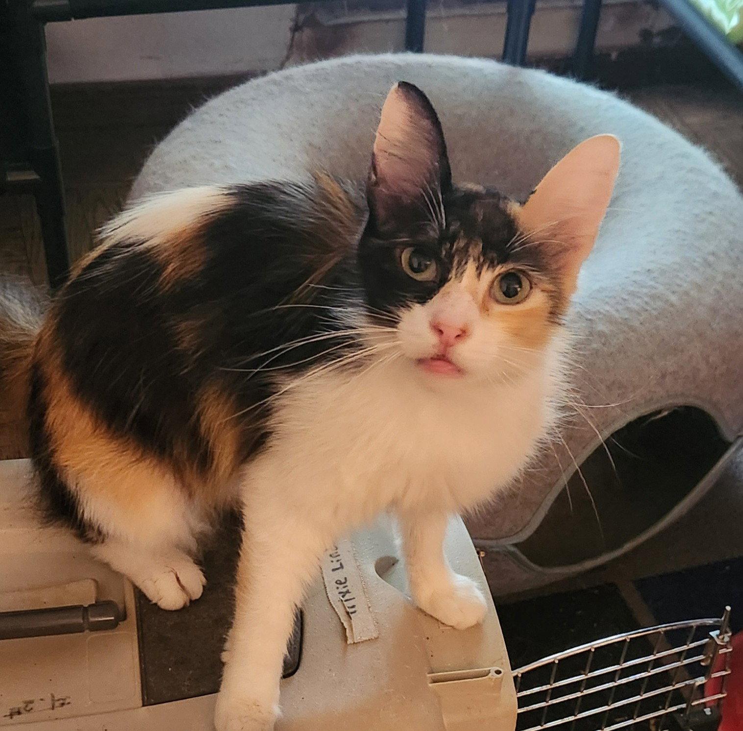 Suzy Q, a Adoptable Domestic Long Hair in Clinton, OK image 2/2
