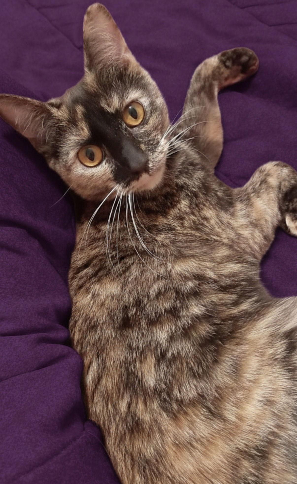 Enlarge Honey Nut, a Adoptable Domestic Short Hair in Newtown Square, PA image 2/3