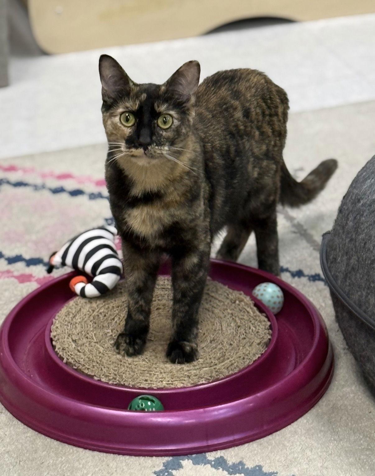 Enlarge Honey Nut, a Adoptable Domestic Short Hair in Newtown Square, PA image 1/3
