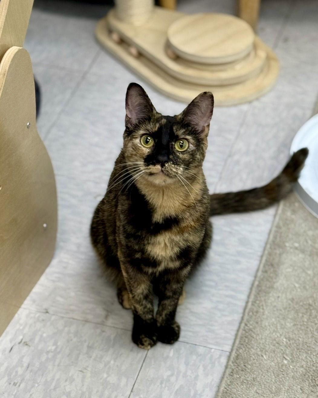 Enlarge Honey Nut, a Adoptable Domestic Short Hair in Newtown Square, PA image 2/3