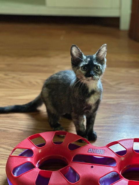 Enlarge Honey Nut, a Adoptable Domestic Short Hair in Newtown Square, PA image 1/1