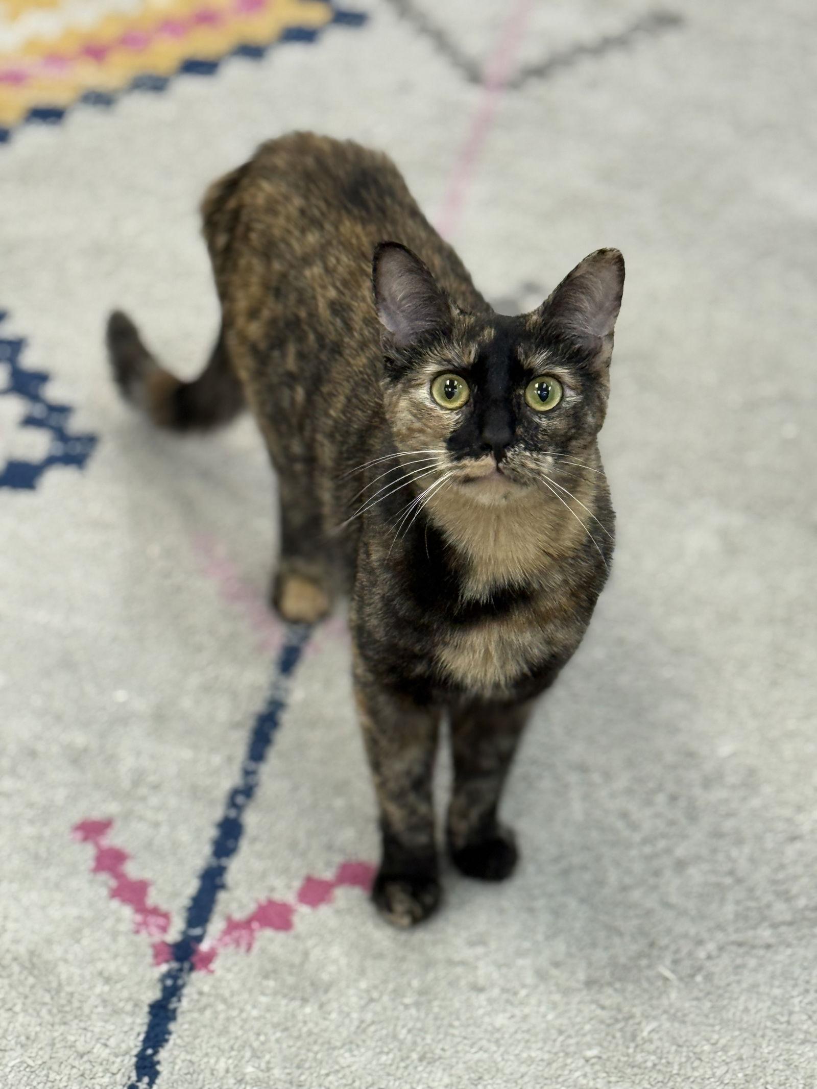 Enlarge Honey Nut, a Adoptable Domestic Short Hair in Newtown Square, PA image 3/3