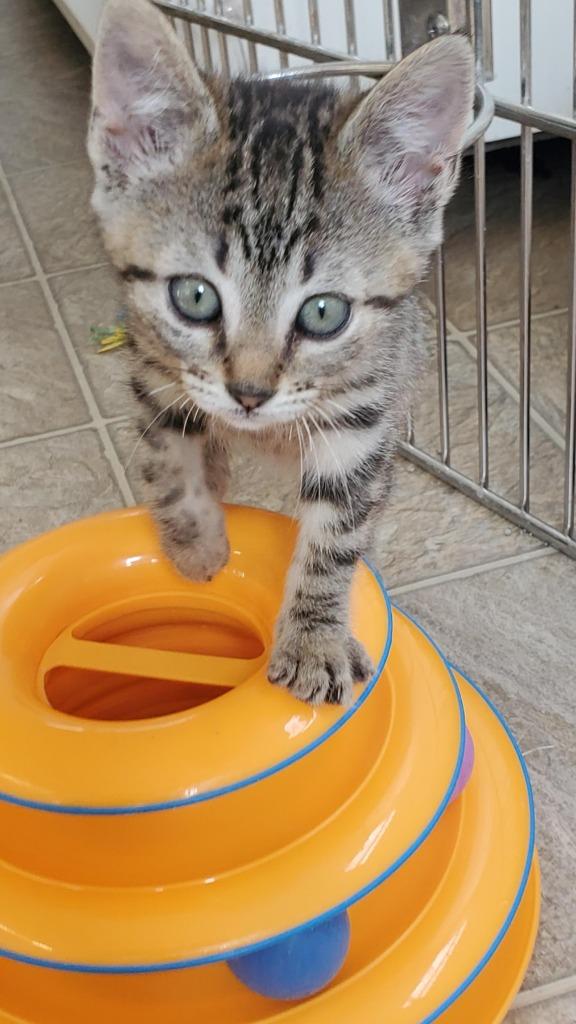 Jupiter, Adoptable, Kitten Female Domestic Short Hair.