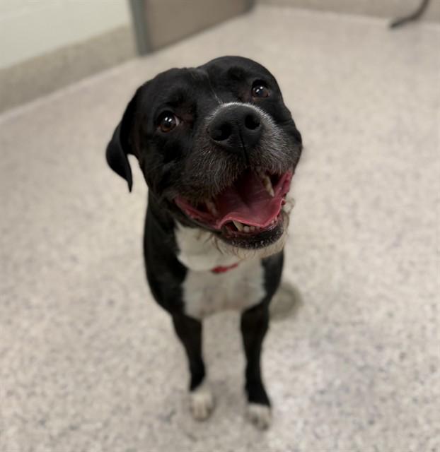 Enlarge ZEUS, a Adoptable mixed breed in Brighton, CO image 1/1