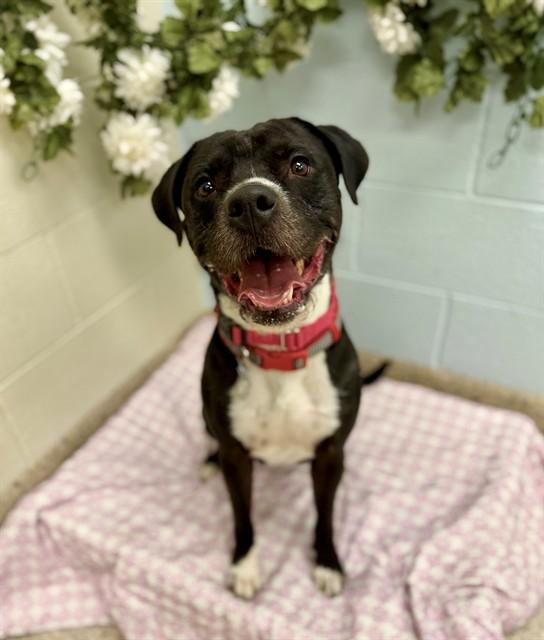Enlarge ZEUS, a Adoptable mixed breed in Brighton, CO image 1/1