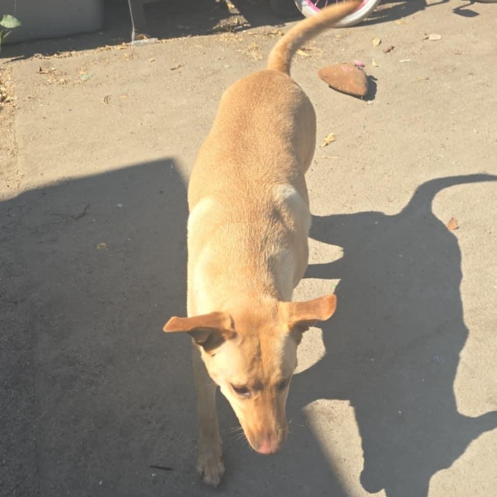 Enlarge Loly, a Adoptable mixed breed in Torrance, CA image 2/6