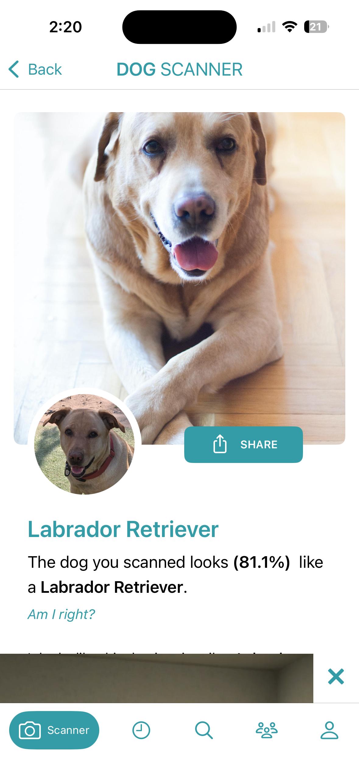 Enlarge Loly, a Adoptable mixed breed in Torrance, CA image 6/6