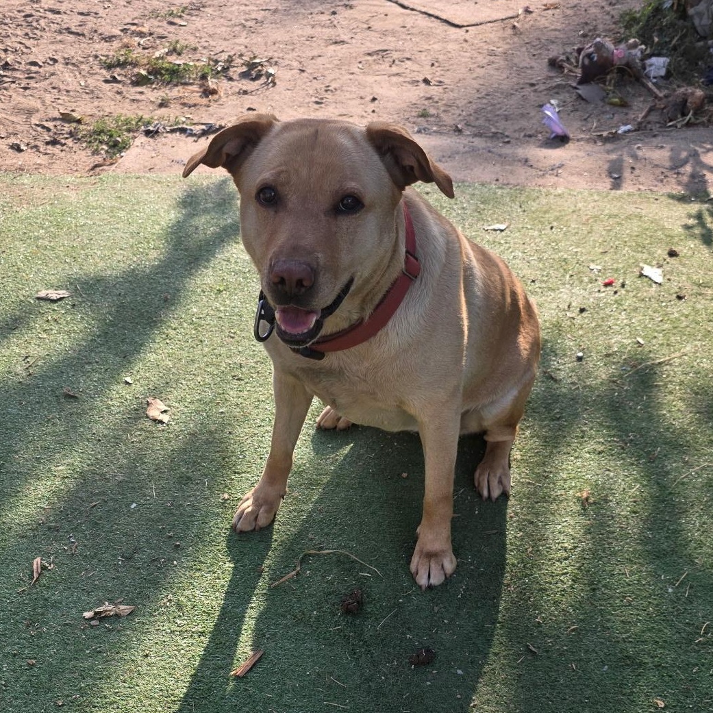 Loly, Adoptable, Adult Female Yellow Labrador Retriever.