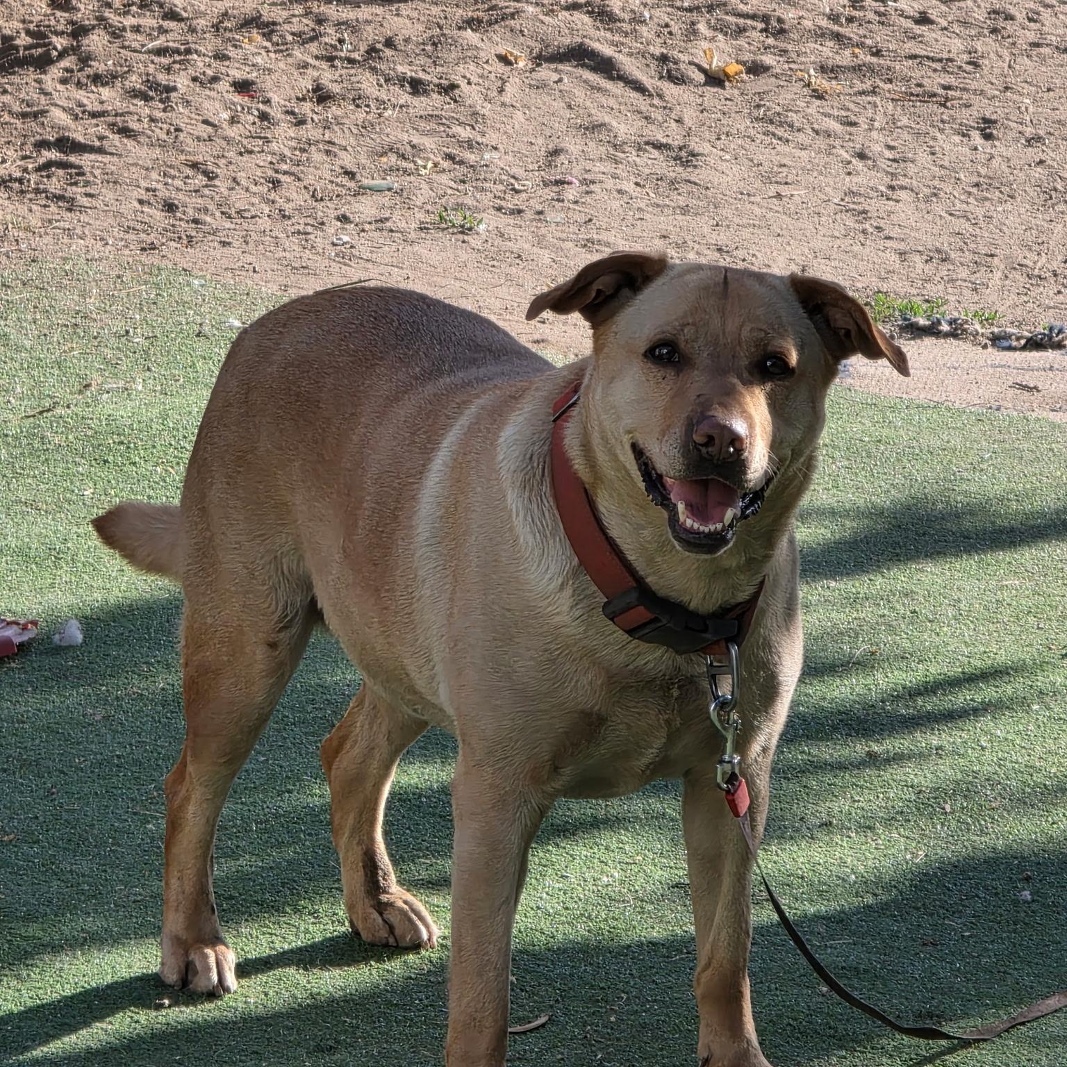 Enlarge Loly, a Adoptable mixed breed in Torrance, CA image 5/6
