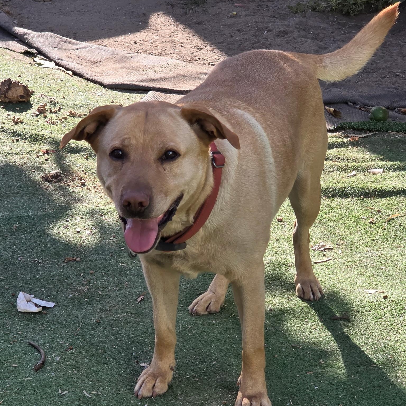 Enlarge Loly, a Adoptable mixed breed in Torrance, CA image 1/6