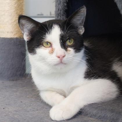 Ripon, Adoptable, Young Male Domestic Short Hair & Domestic Short Hair.