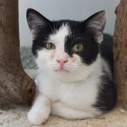 Ripon, a Adoptable mixed breed in Verona, WI image 2/3