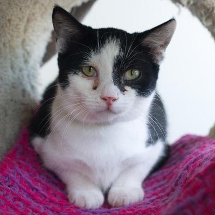 Ripon, a Adoptable mixed breed in Verona, WI image 3/3