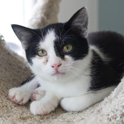 Ripon, a Adoptable mixed breed in Verona, WI image 2/3
