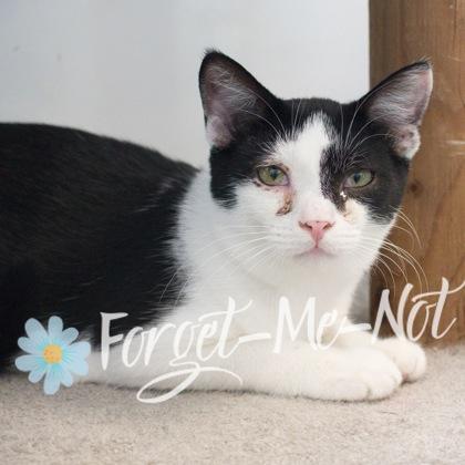 Ripon, a Adoptable mixed breed in Verona, WI image 1/3