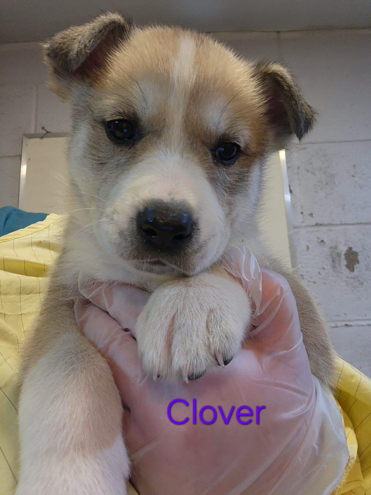 Clover