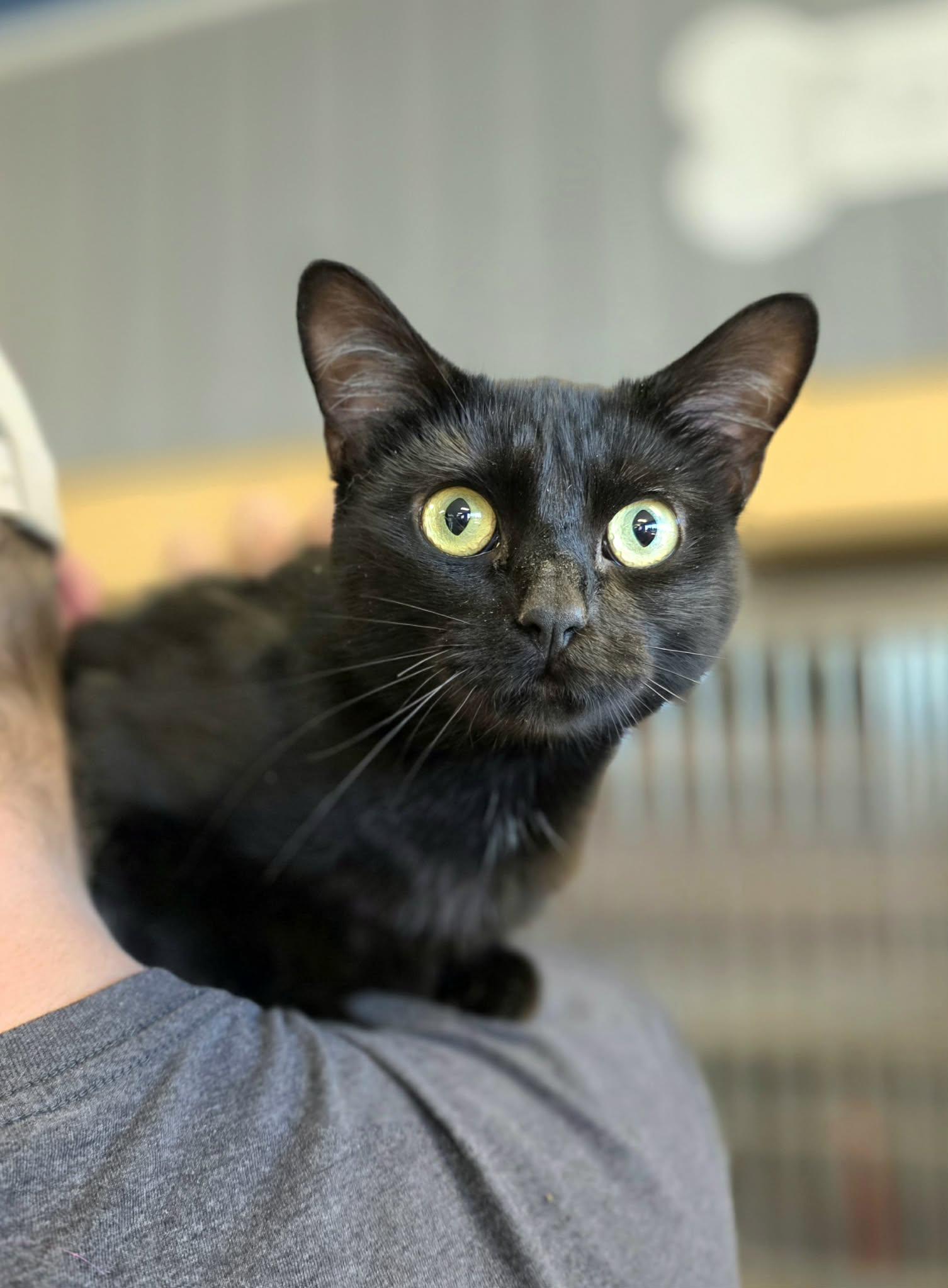 Lottie, ADOPTABLE, Young Female Domestic Short Hair.