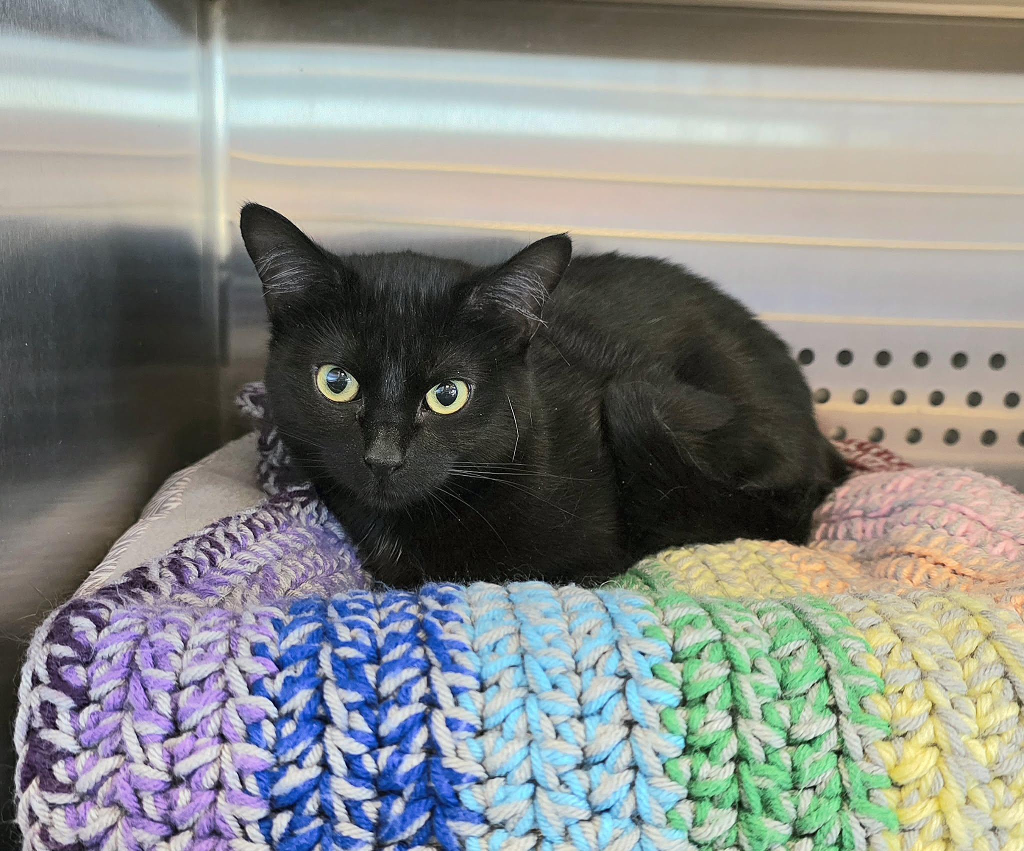 Enlarge Lottie, a ADOPTABLE Domestic Short Hair in Oak Ridge, TN image 2/2