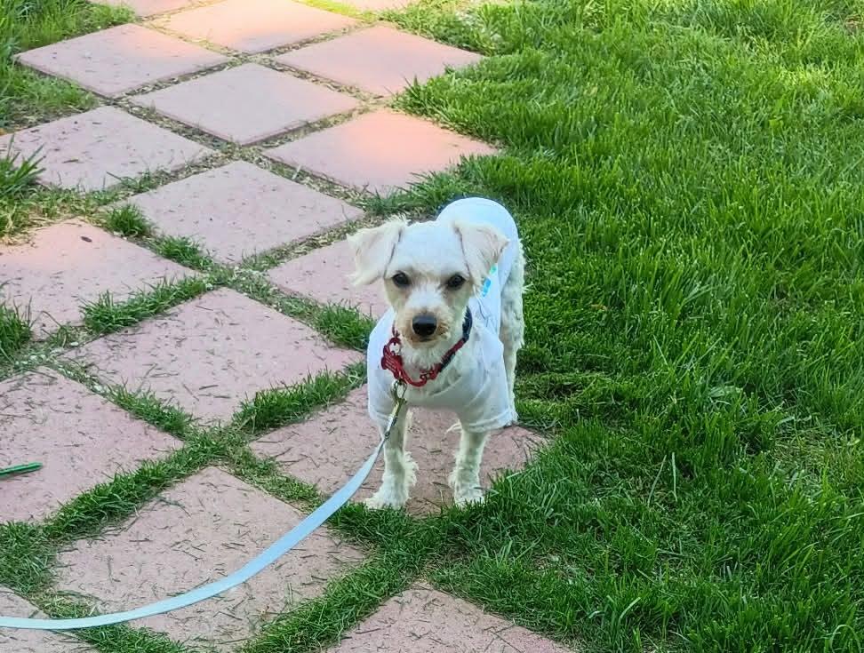 Gabby, a ADOPTABLE Maltipoo in Maybrook, NY image 3/4