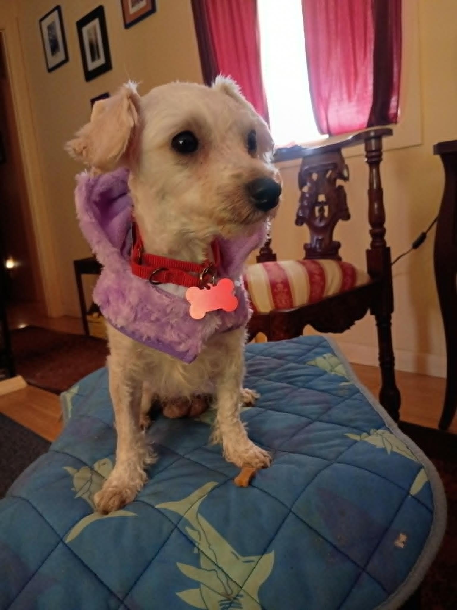 Gabby, a ADOPTABLE Maltipoo in Maybrook, NY image 2/4