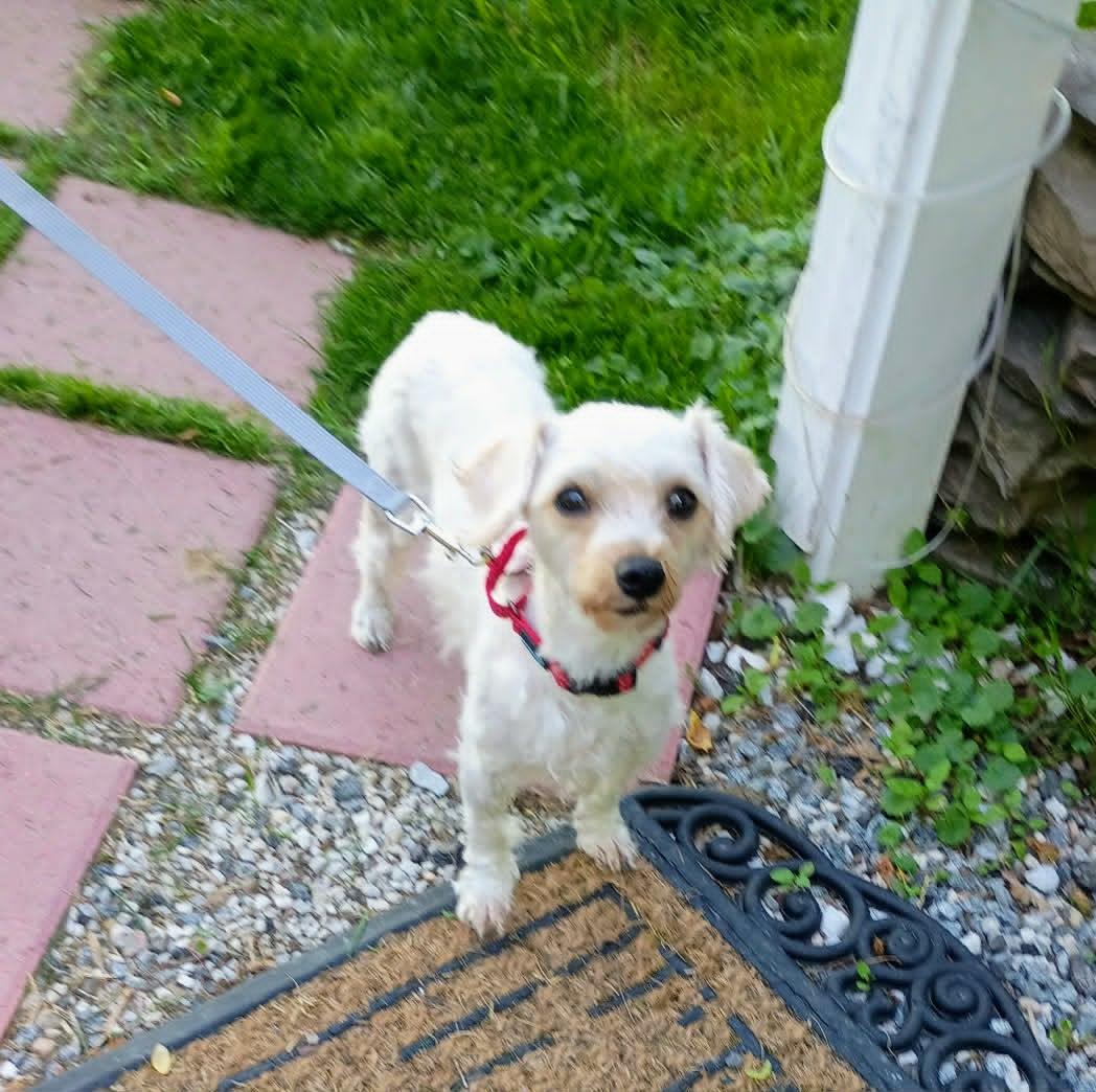 Gabby, ADOPTABLE, Young Female Maltipoo.