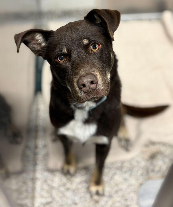 Brownie, a ADOPTABLE mixed breed in Jackson, MI image 2/6