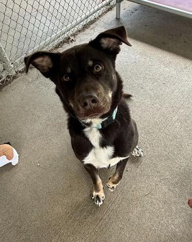 Brownie, a ADOPTABLE mixed breed in Jackson, MI image 6/6