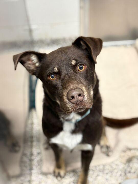 Brownie, a ADOPTABLE mixed breed in Jackson, MI image 1/6