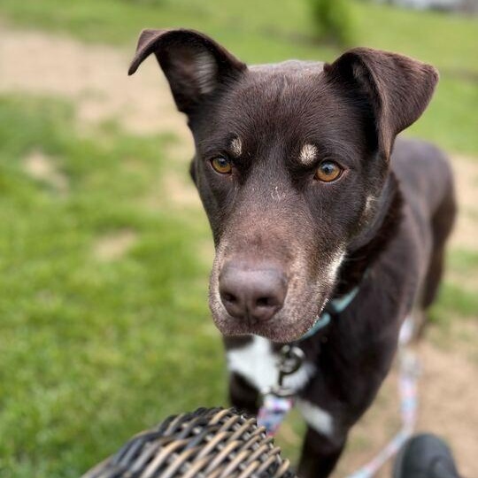 Brownie, a ADOPTABLE mixed breed in Jackson, MI image 5/6