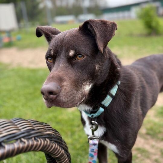 Brownie, a ADOPTABLE mixed breed in Jackson, MI image 3/6