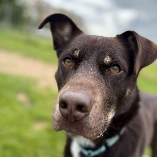Brownie, a ADOPTABLE mixed breed in Jackson, MI image 4/6