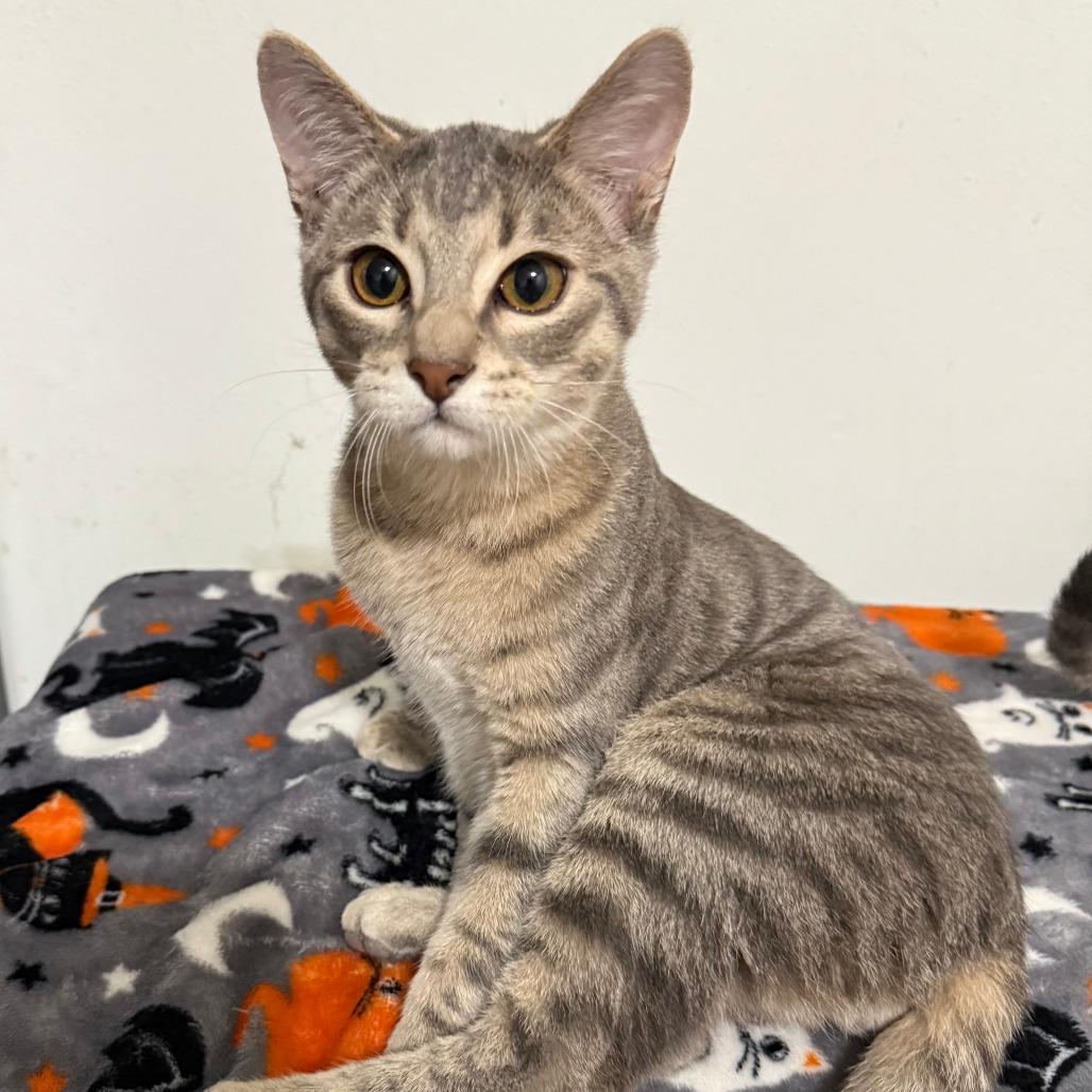Enlarge Hemmingway (Hemi), a Adoptable Domestic Short Hair in Mondovi, WI image 1/1