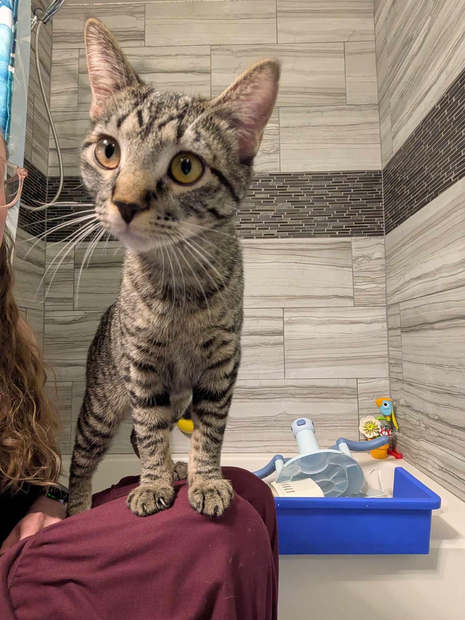 Harley, a Adoptable mixed breed in Sioux Falls, SD image 1/3