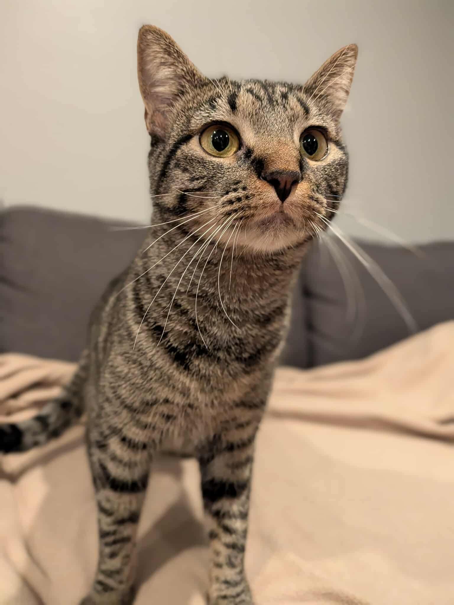 Harley, a Adoptable mixed breed in Sioux Falls, SD image 2/3