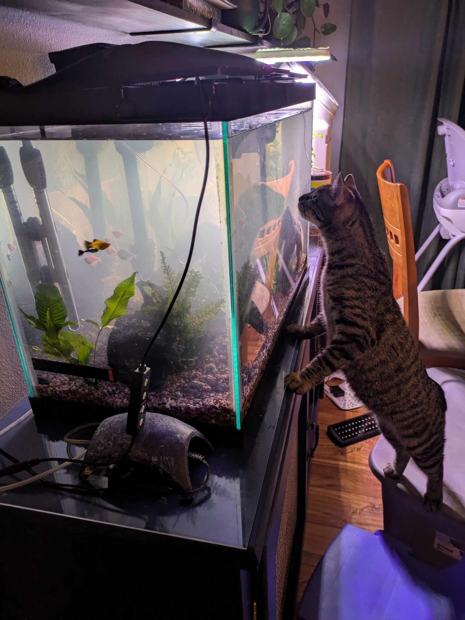 Harley, a Adoptable mixed breed in Sioux Falls, SD image 3/3