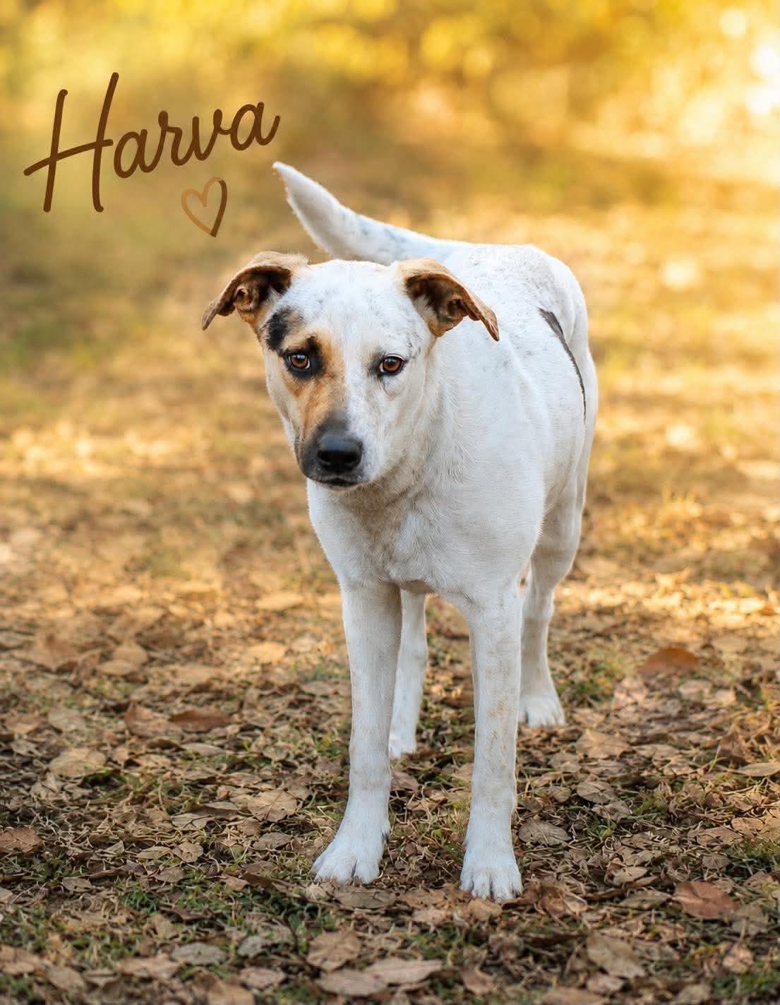 Harva, ADOPTABLE, Young Female English Pointer.