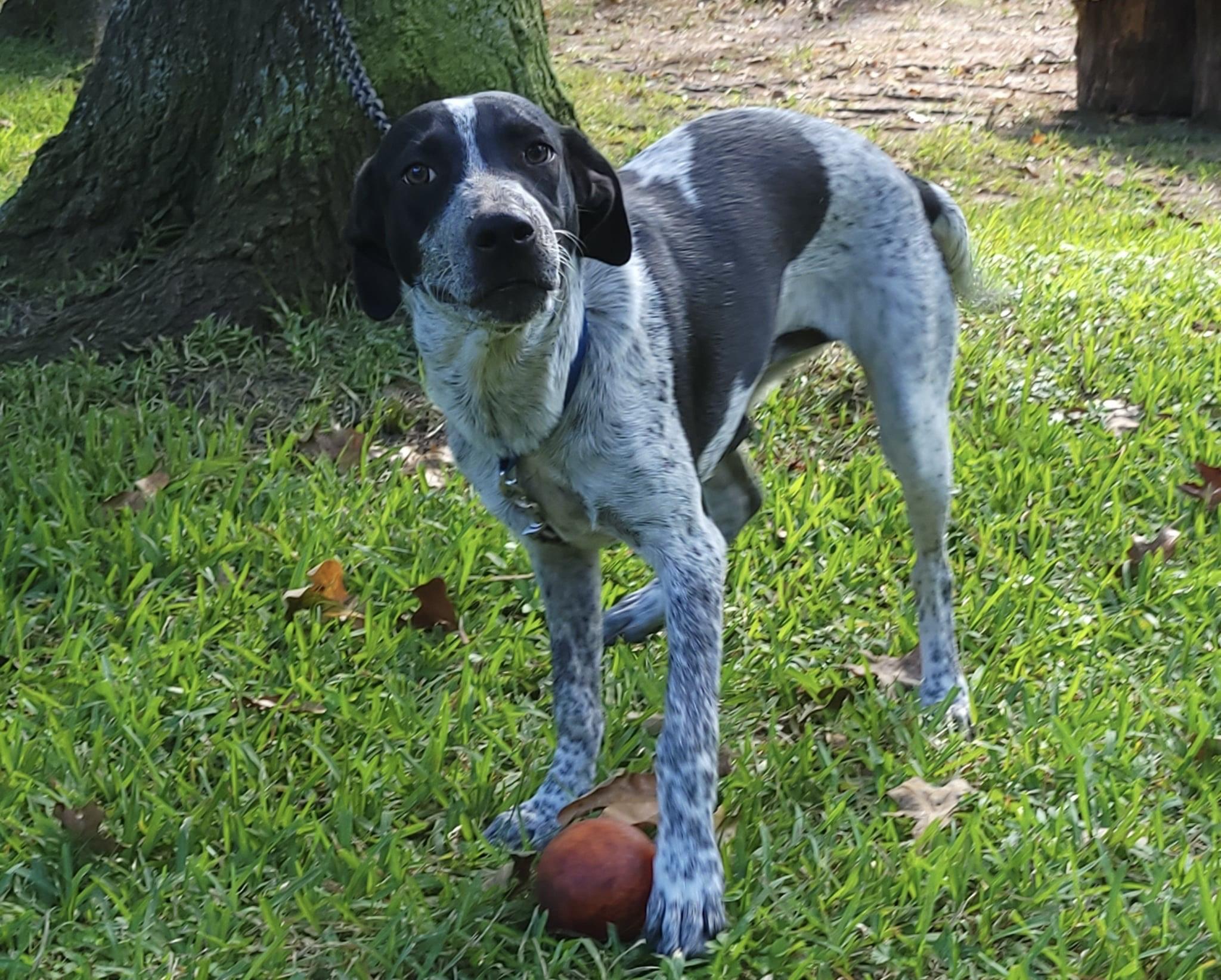Enlarge Harva, a ADOPTABLE mixed breed in Jay, NY image 1/2