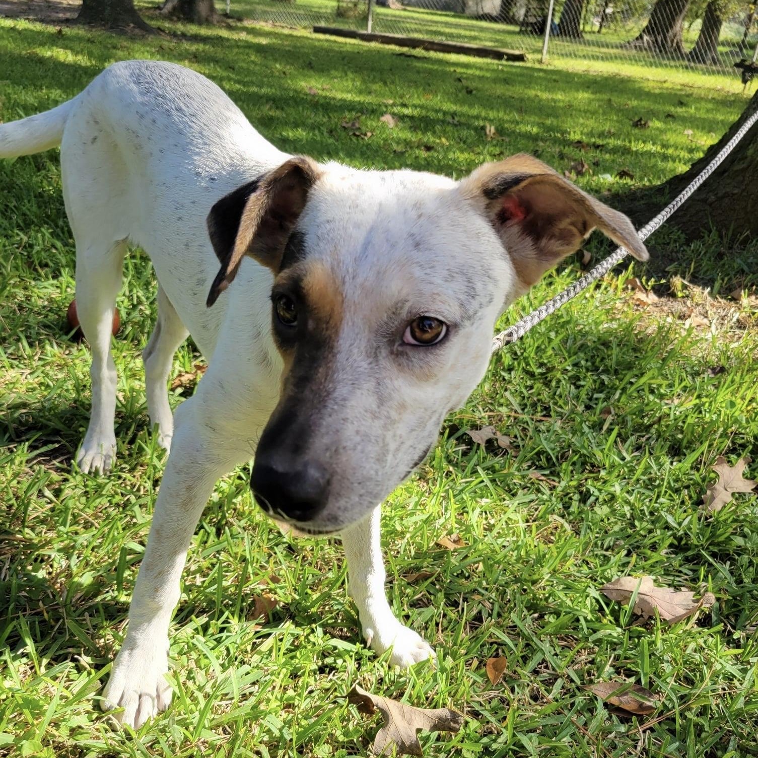 Enlarge Harva, a ADOPTABLE mixed breed in Jay, NY image 2/2