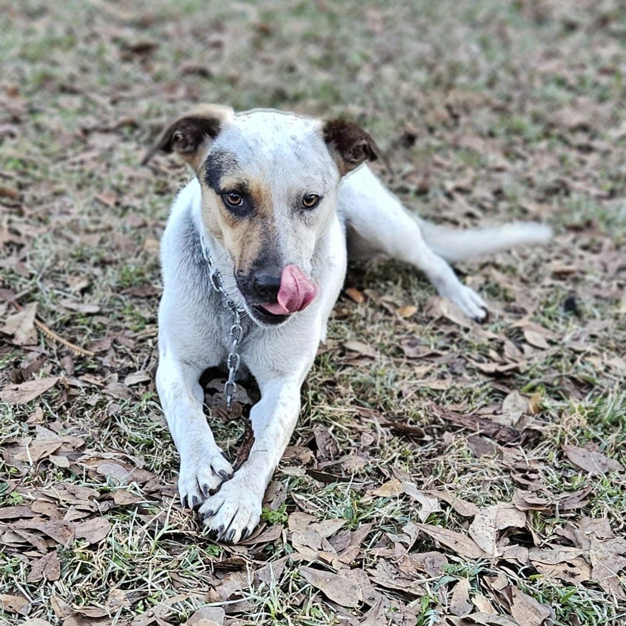 Harva, a ADOPTABLE mixed breed in Jay, NY image 2/3