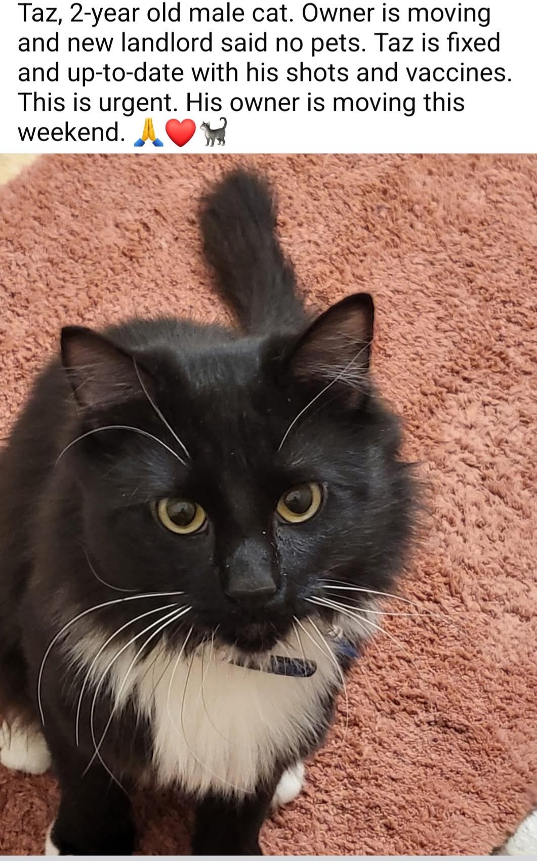 Taz, an adoptable Persian, Tuxedo in Brooklyn, NY, 11235 | Photo Image 2