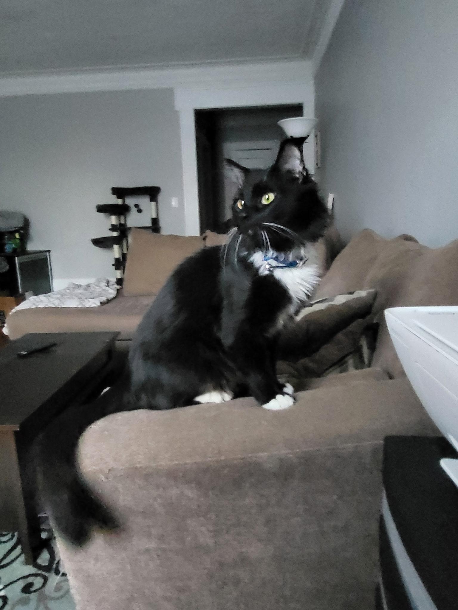 Enlarge Taz, a Adoptable mixed breed in Brooklyn, NY image 2/3