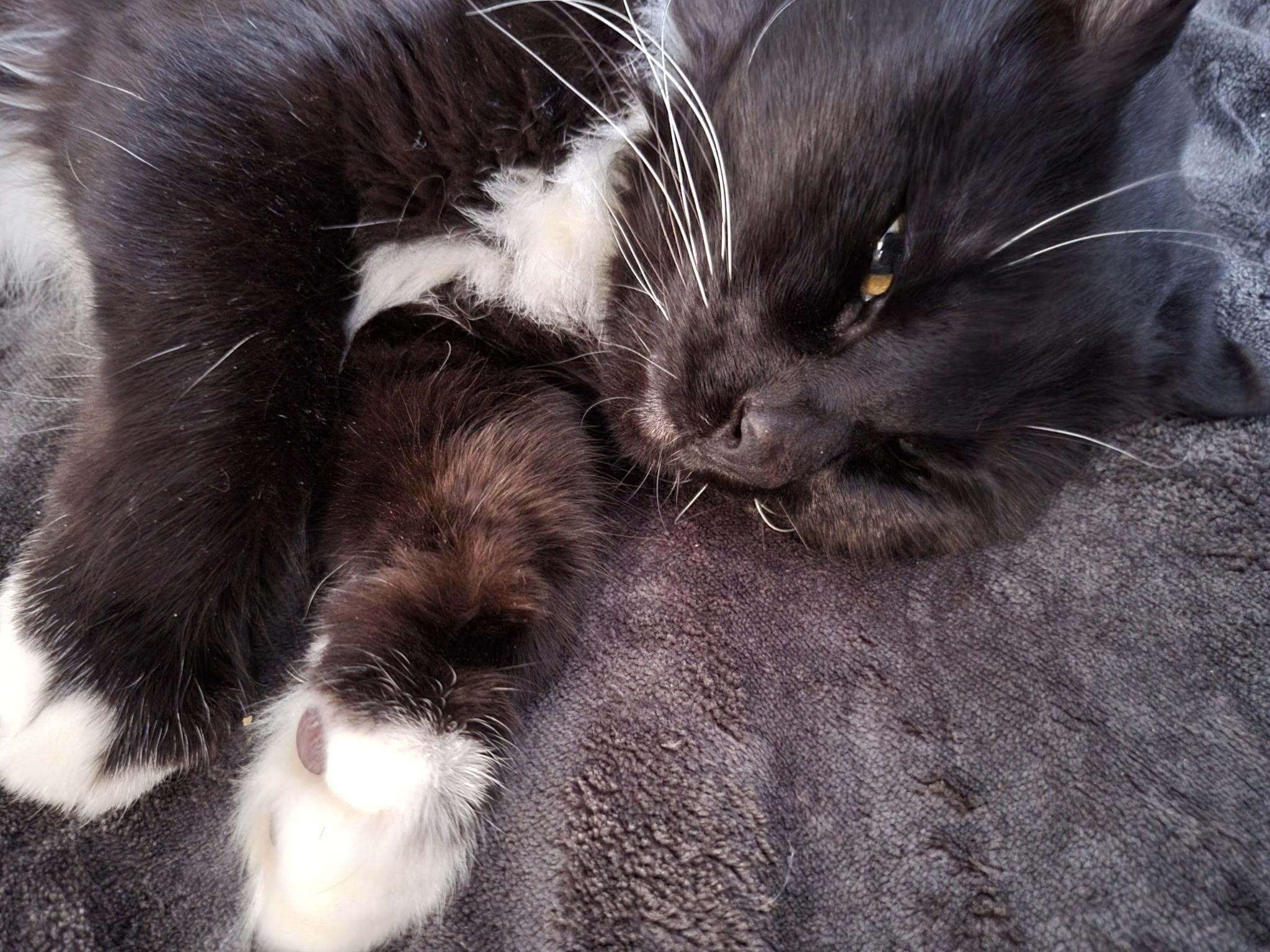 Taz, Young Male Persian