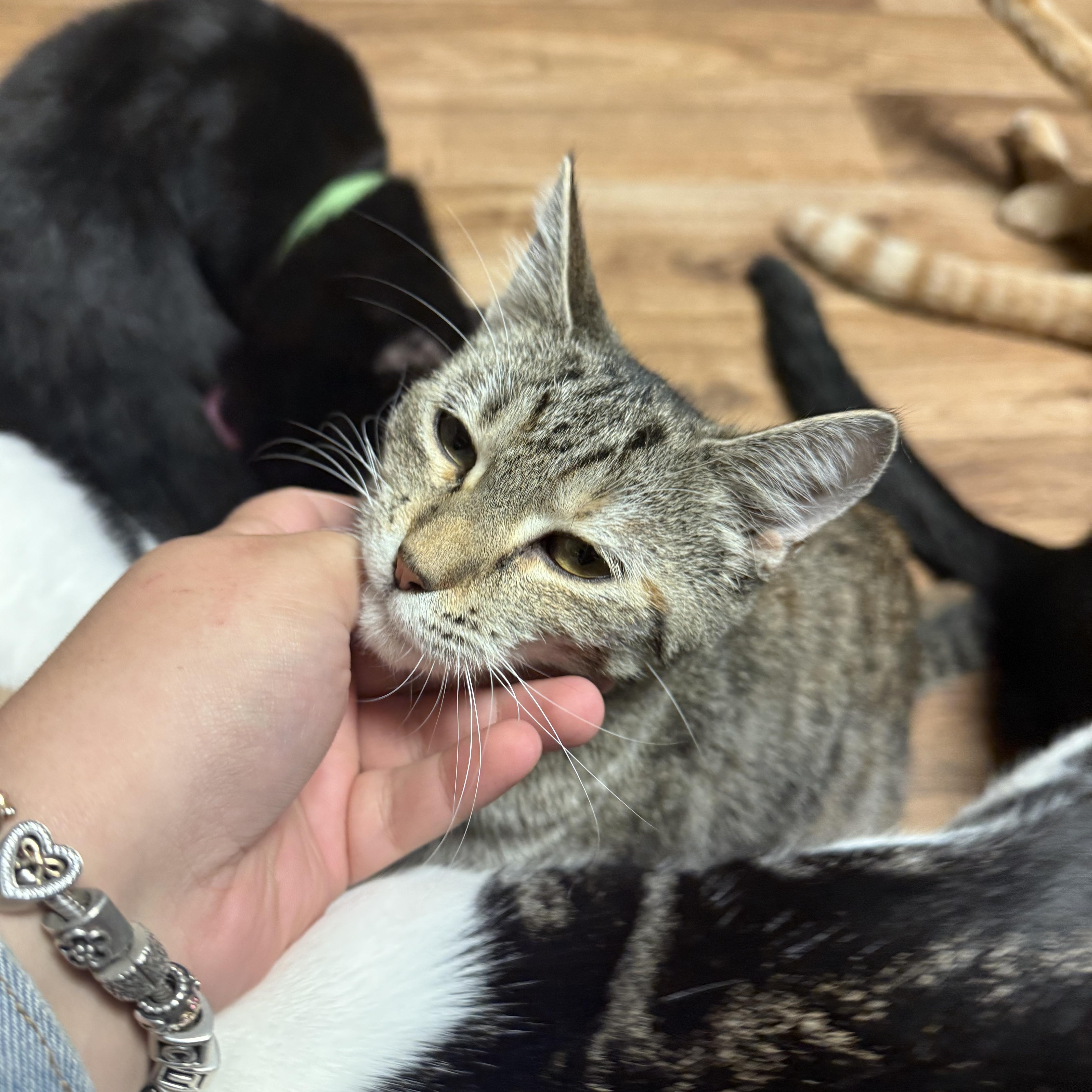 Silver, a Adoptable Domestic Short Hair in Varnville, SC image 3/3