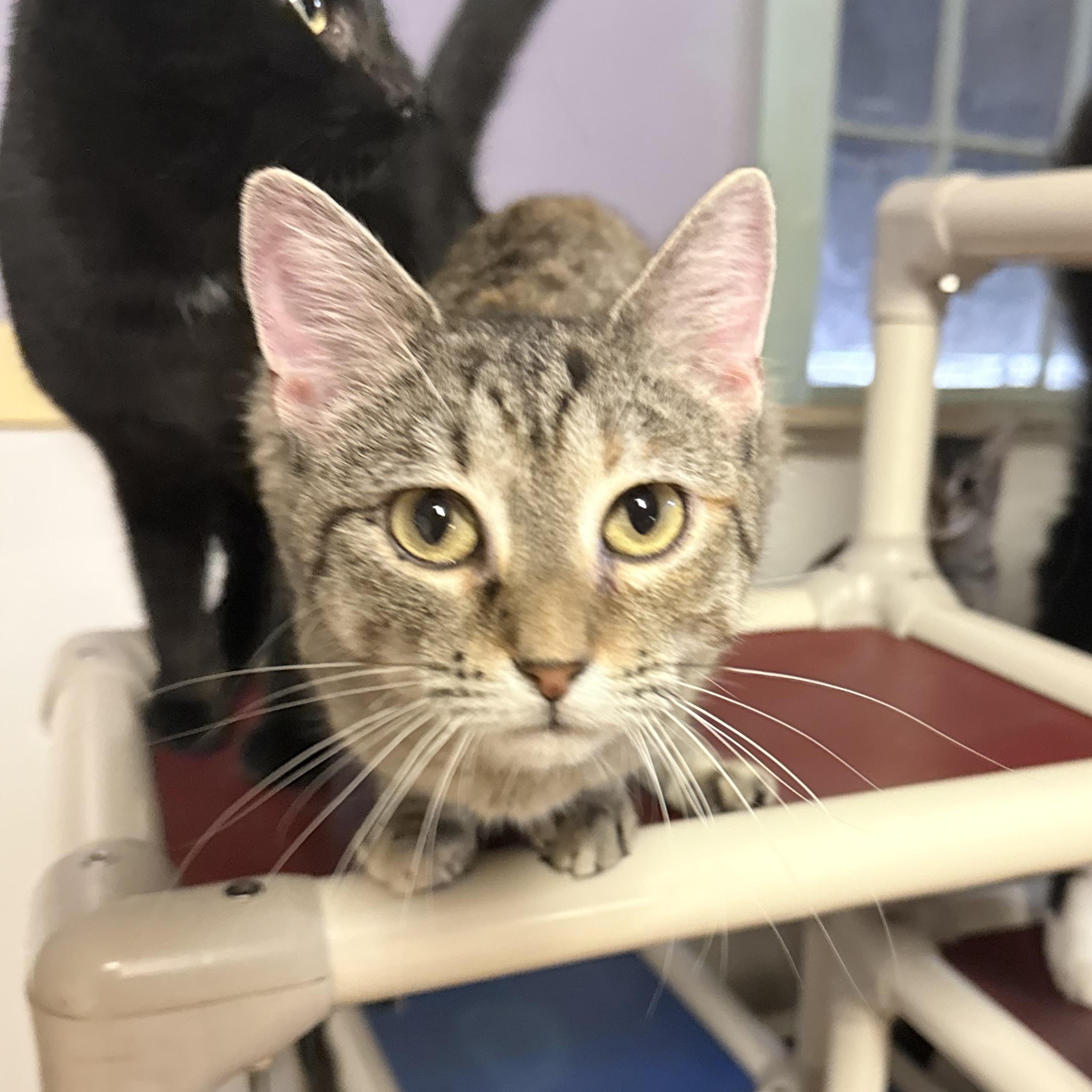 Silver, a Adoptable Domestic Short Hair in Varnville, SC image 2/3