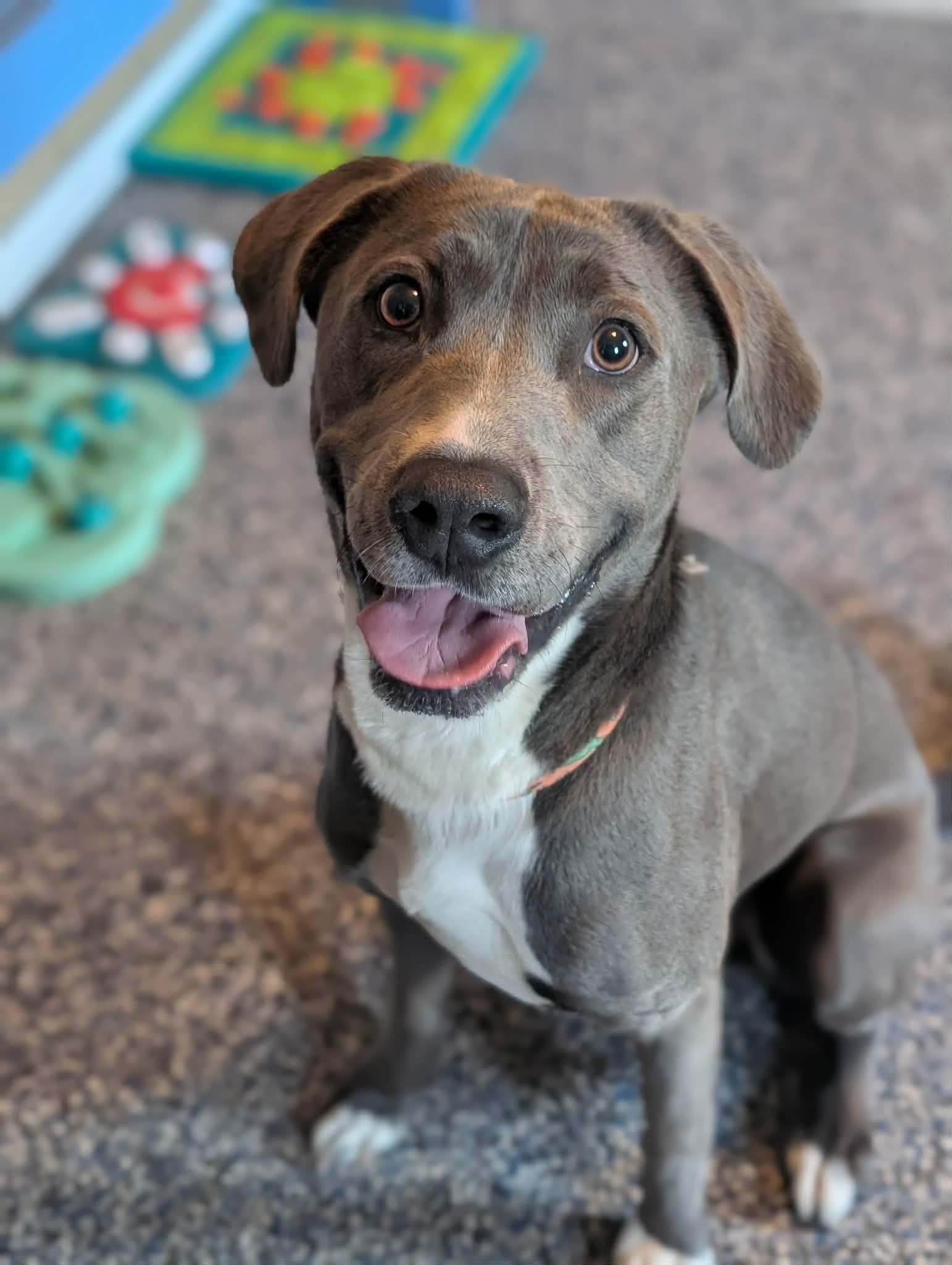 Freddy, Adoptable, Adult Male Labrador Retriever & Rhodesian Ridgeback.