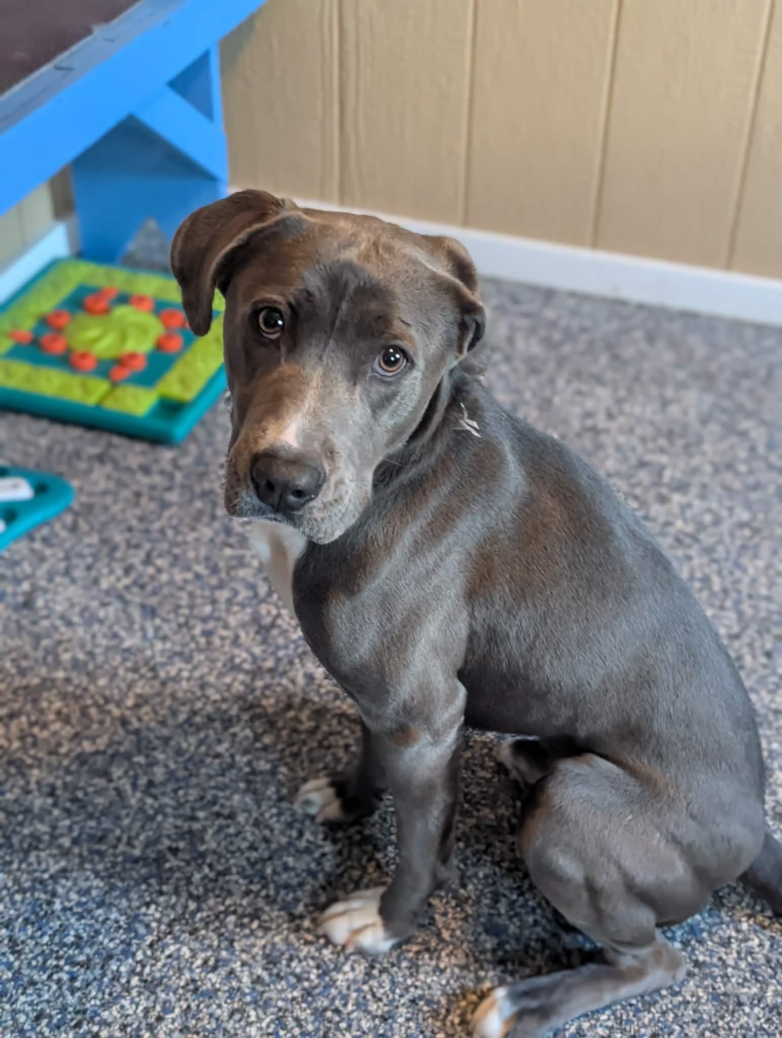 Enlarge Freddy, a Adoptable mixed breed in Holly Springs, NC image 2/3