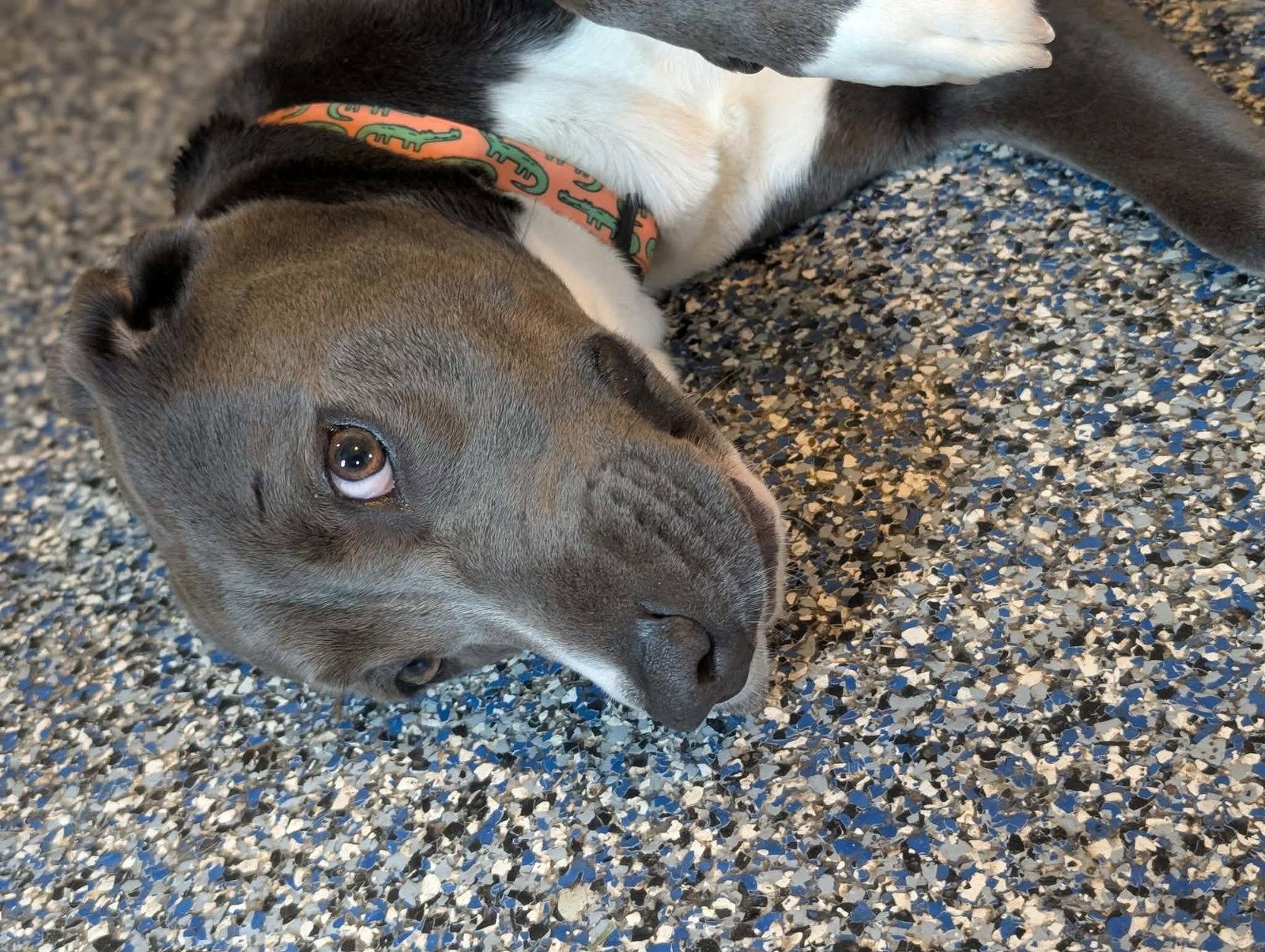 Enlarge Freddy, a Adoptable mixed breed in Holly Springs, NC image 3/3